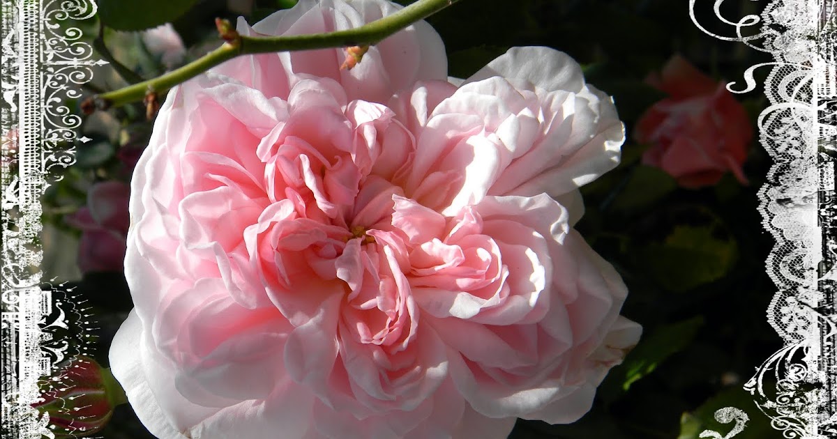 Artful Curiosities: The Rose Garden at Balboa Park