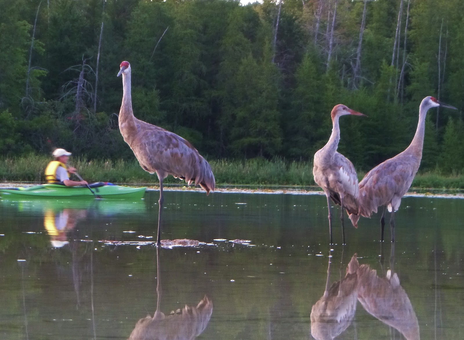 Kayaking Waupaca Area Waters Kayak Trip 50 Upper Chain O' Lakes, 83112