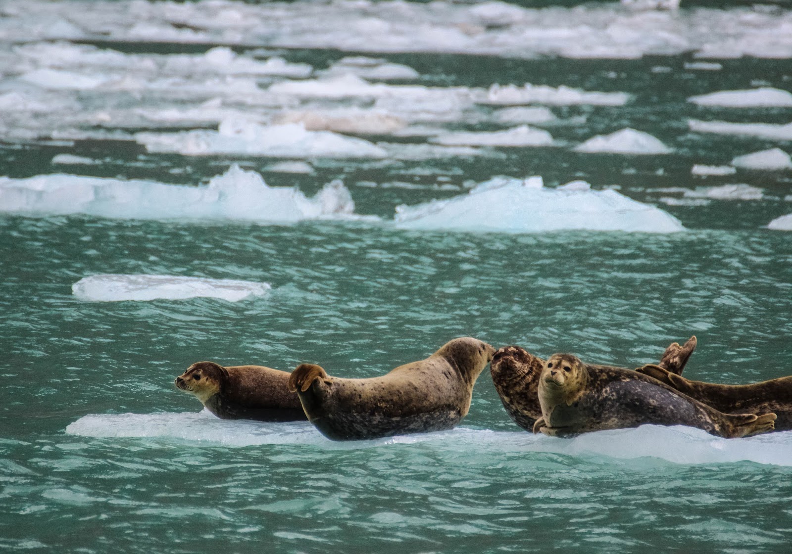 Cannundrums Eastern Pacific Harbor Seal Kenai Peninsula, Alaska