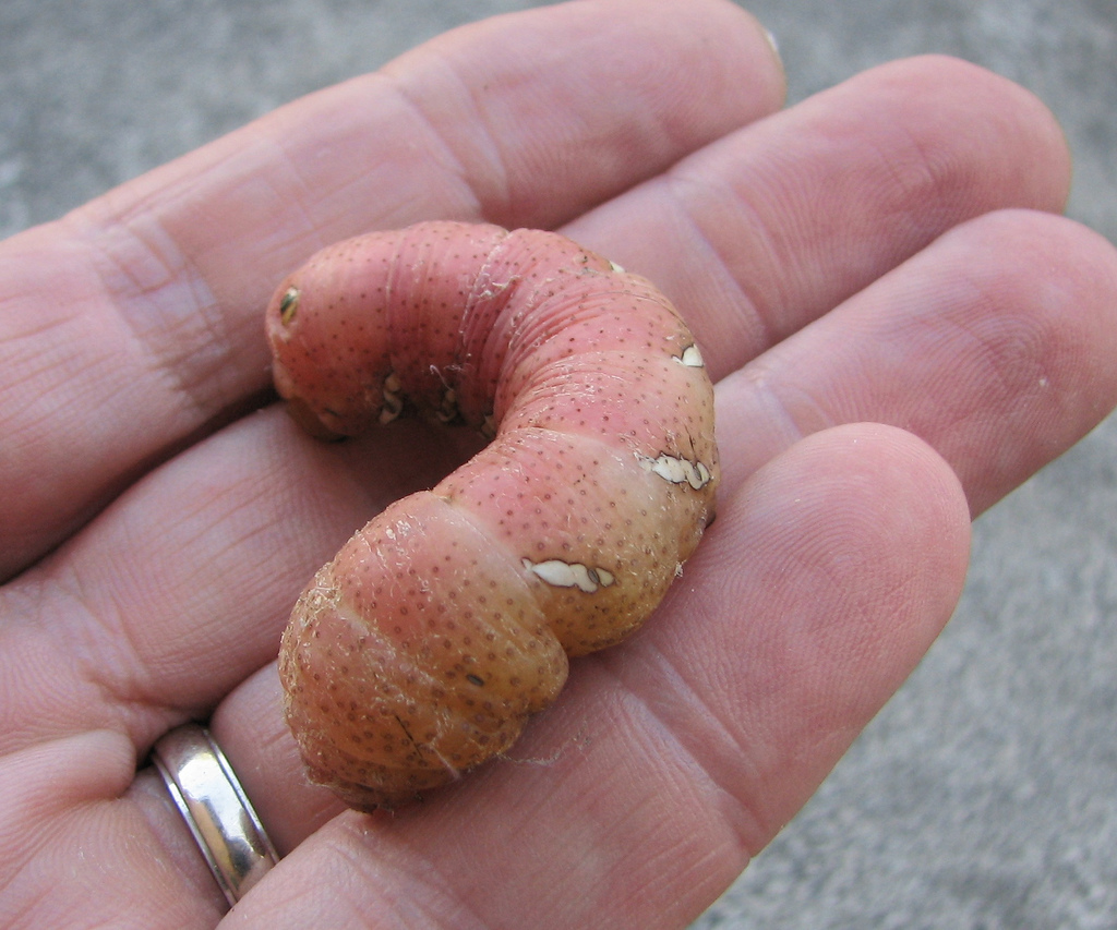 TYPES OF INSECTS : Achemon Sphinx