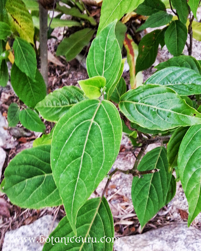 Cananga odorata var. fruticosa, Dwarf Ylang-Ylang Tree leaves