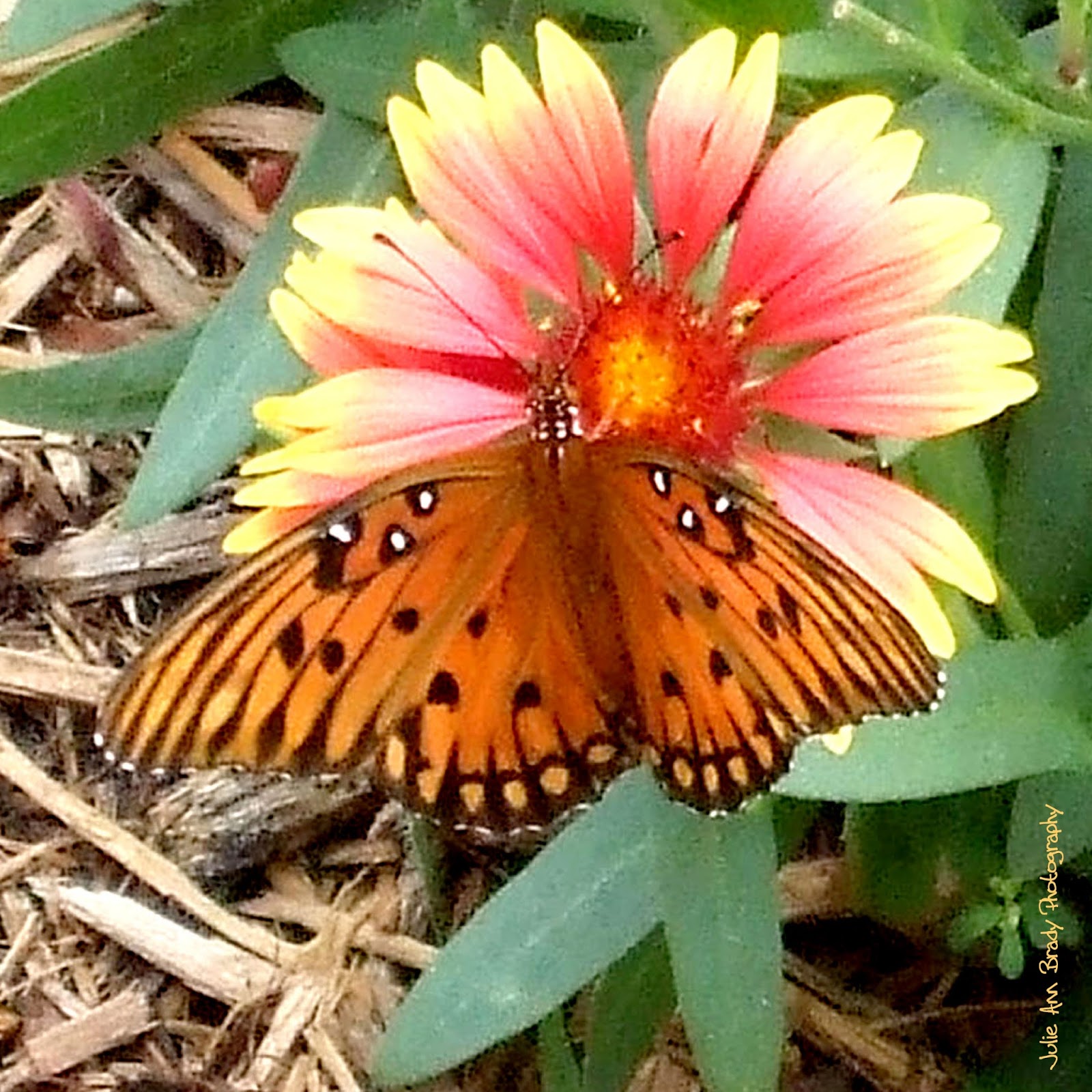 Julie Ann Brady Blog On Gulf Fritillary Butterfly
