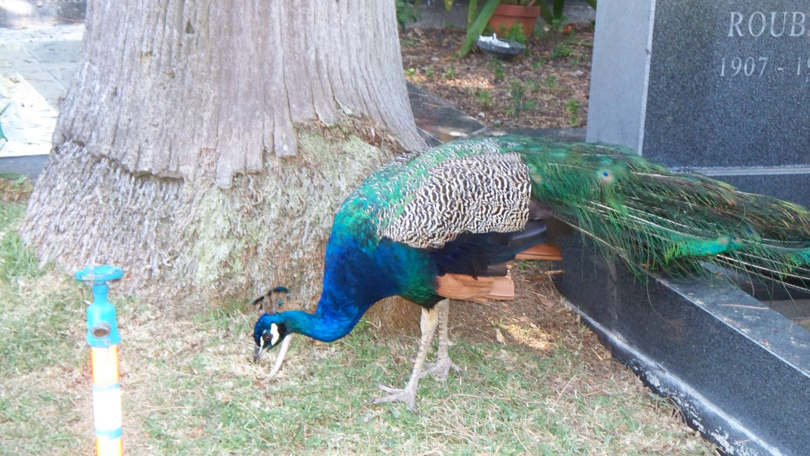 Animal Jam Codes For Gems Diamonds 2019 Cheats List Updated