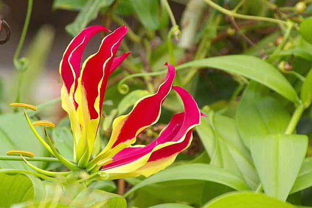 red and yellow flower, Flame Lily