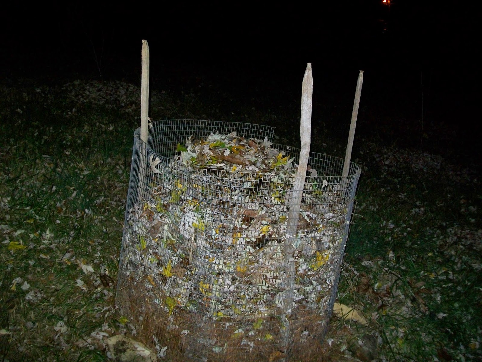 Vegans Living Off the Land Over wintering Fig Trees in Zone 6