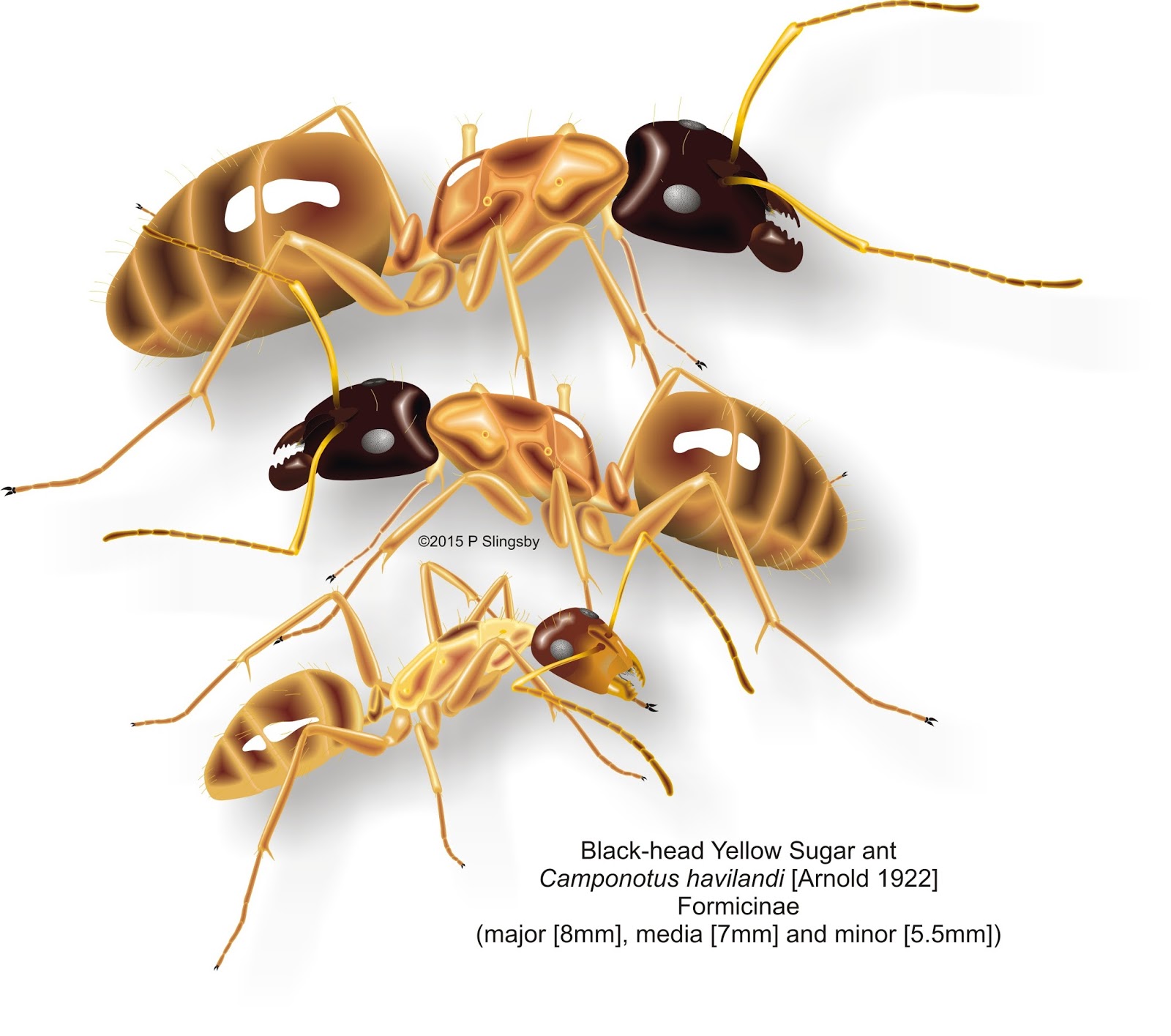  Ants of Southern Africa Ant Catalog