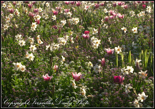 VersaillesDailyPhoto blog Le printemps sur l'avenue de SaintCloud