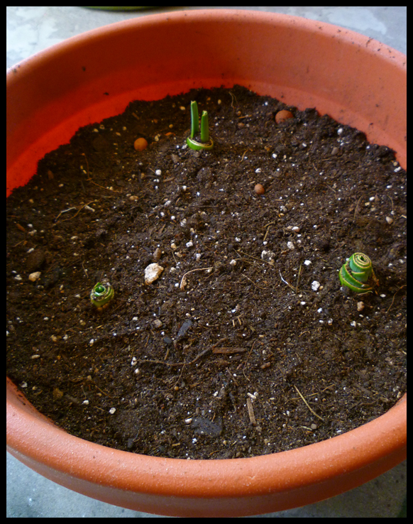 Patio of Pots Growing Leeks in Containers