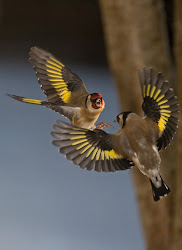 birds fighting garden goldfinches flight wildlife bird irish speed wild shutter photographing murphy kevin wing fight sigma feed 500mm