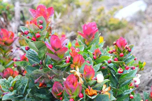 Tumbuhan Di Gunung Kinabalu