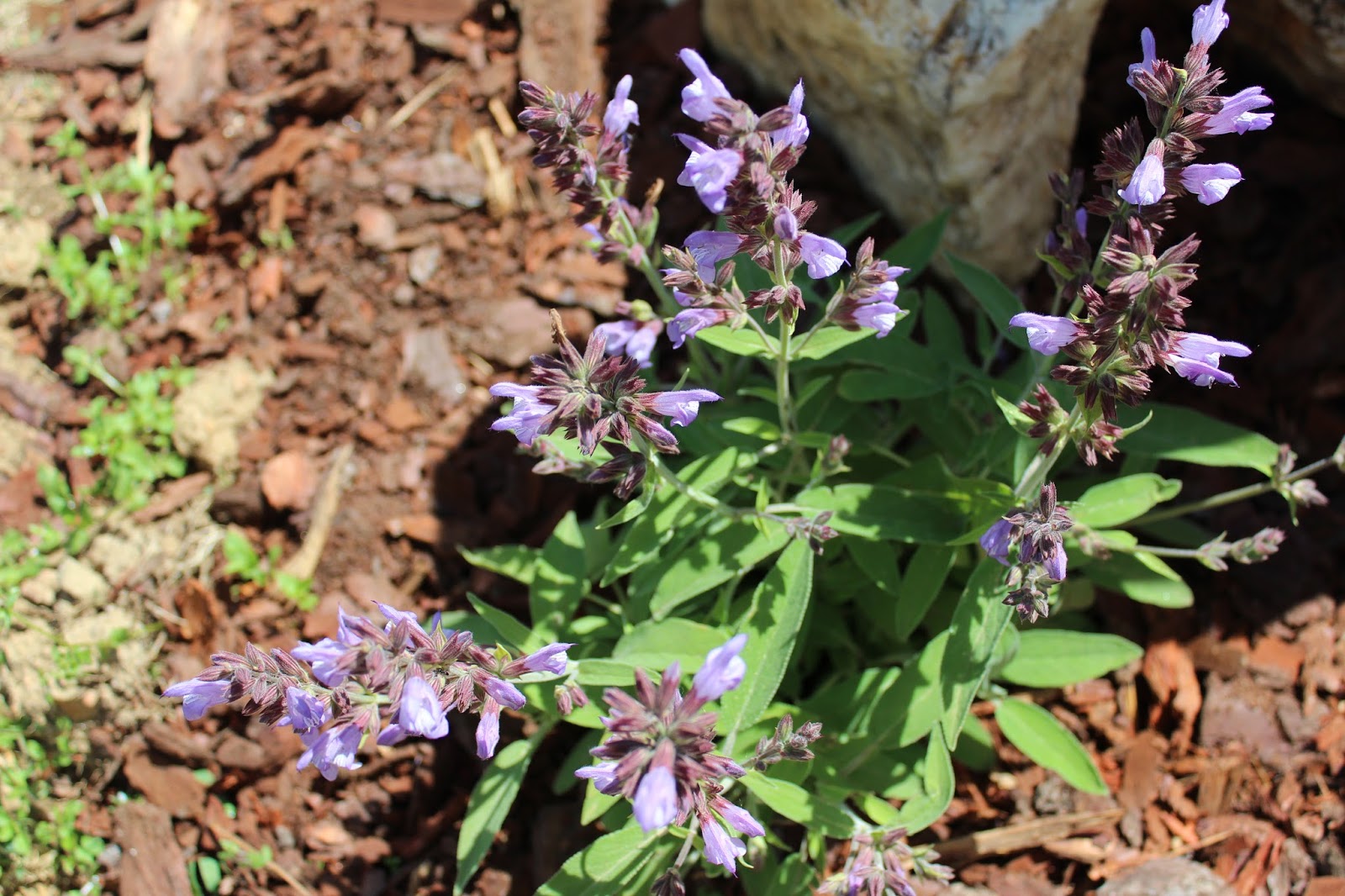 Perfumes y luces de Extremadura Salvia