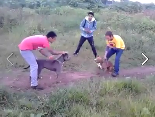 viral video Brutal Dog Fight