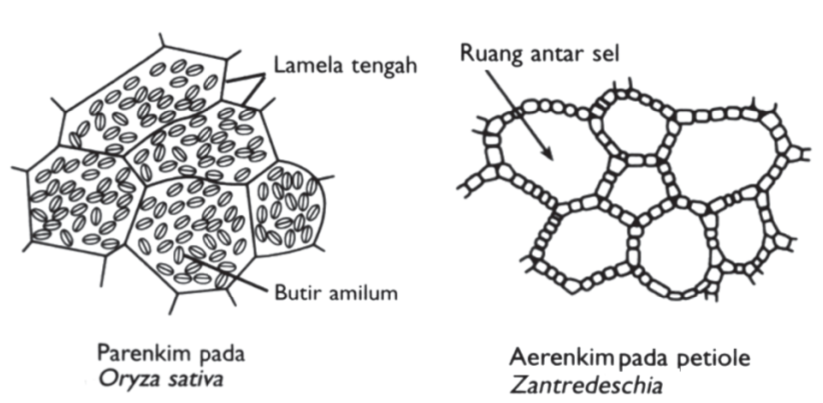Jaringan Parenkim Jaringan Parenkim