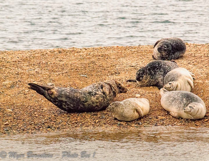 Comparison in Size between Harbor Seals and Gray Seal