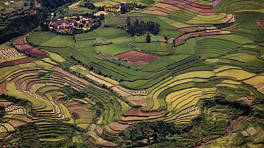 Madagascar pourrait vendre des rizières aux réunionnais