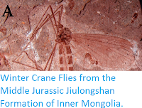 https://sciencythoughts.blogspot.com/2014/06/winter-crane-flies-from-middle-jurassic.html