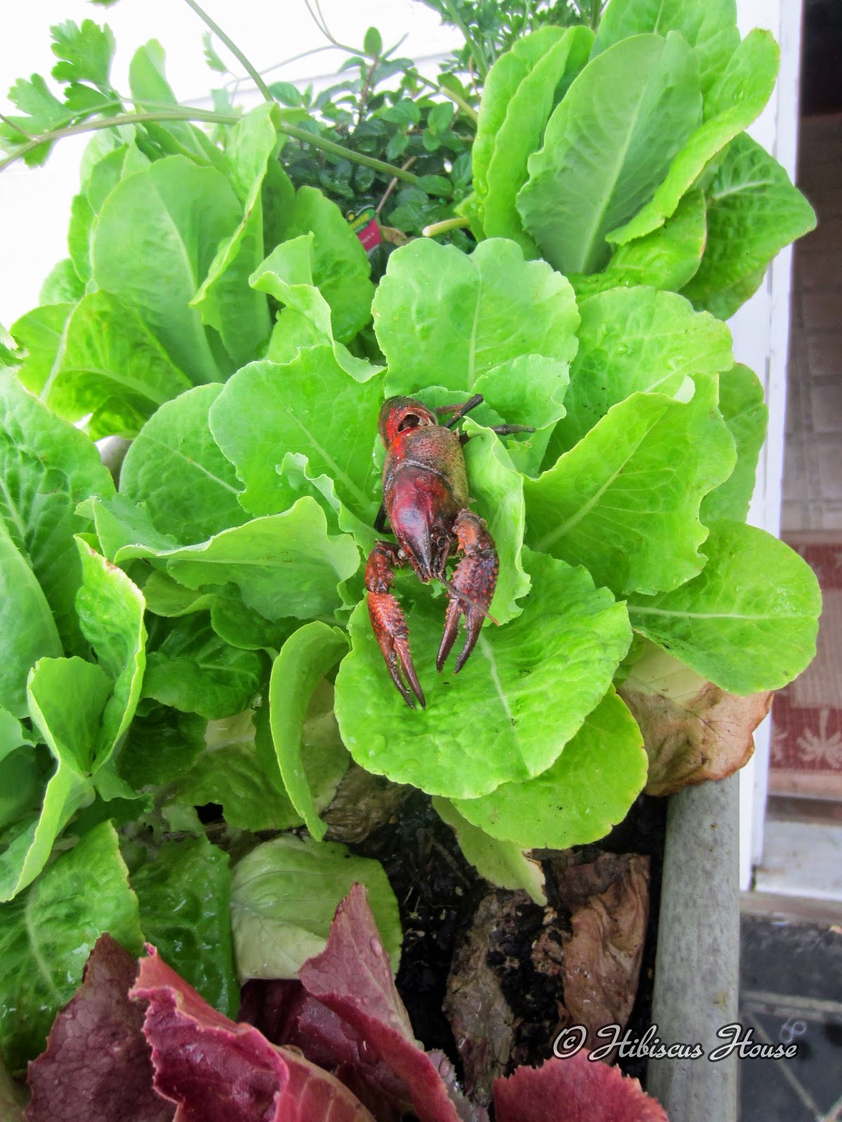 Hibiscus House Lettuce Rail Garden and Critters