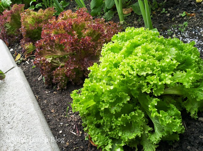 Bento Lunch Blog Rundgang durch den Gemüsegarten