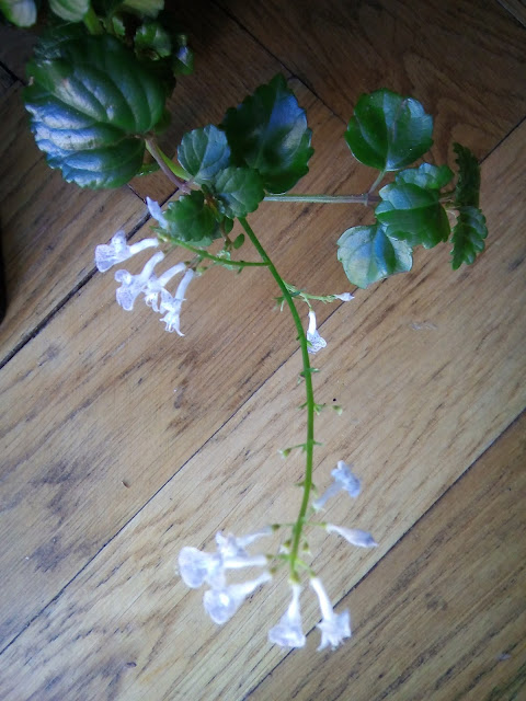 Planta del dinero (Plectranthus verticillatus). En flor.