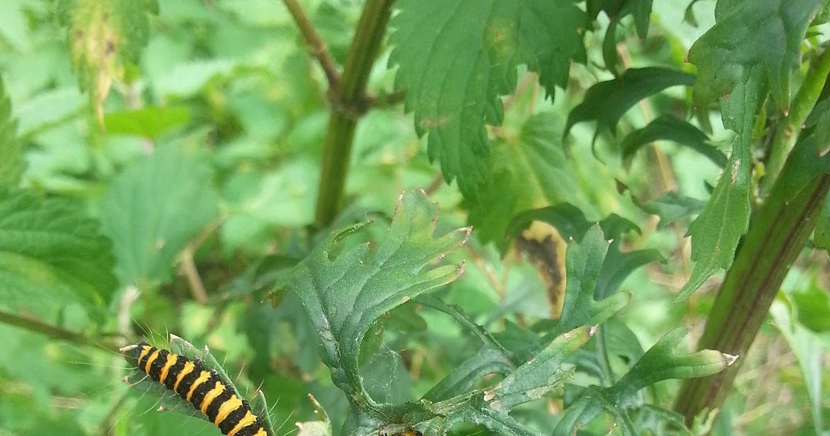 NatuurfotografieAnita�sArt De rups van de Sint