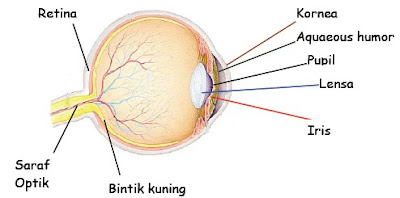 Bagian-bagian dan fungsi mata