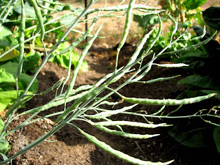 Cabbage Pod The Reluctant Homesteaders: Reliable Seeds