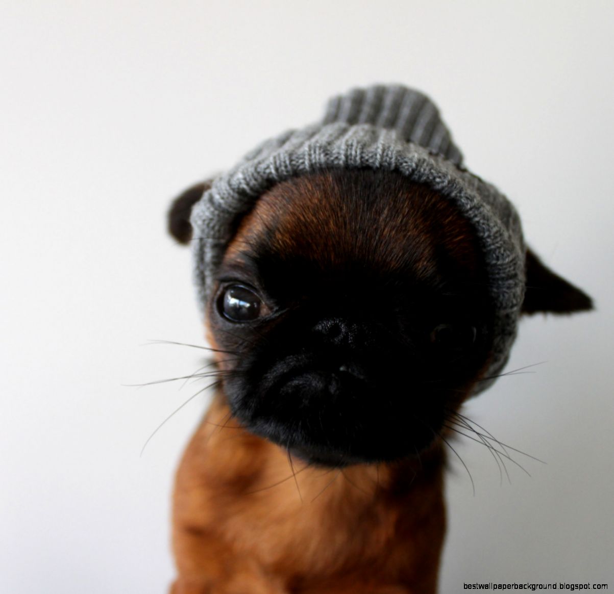 Cute Baby Animals   I was cold Instagram heygizmo