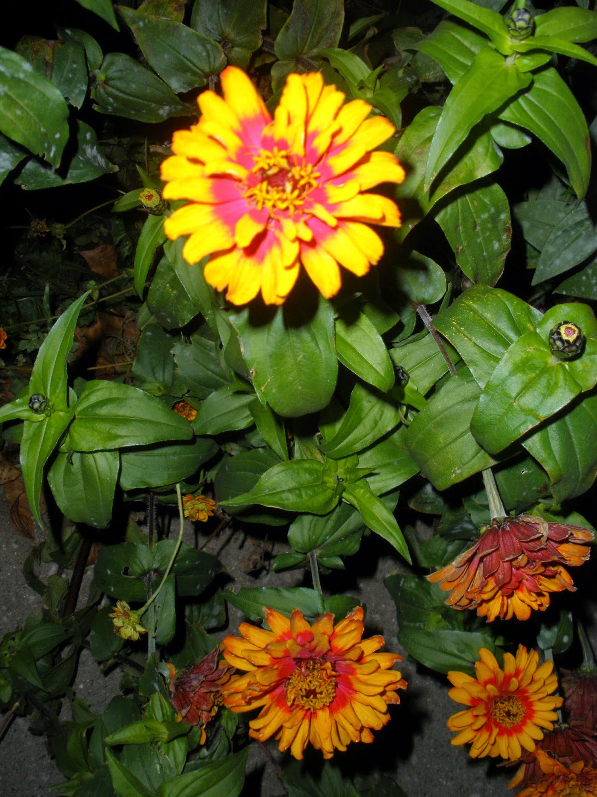 Wilda Morris's Poetry Challenge October 2014