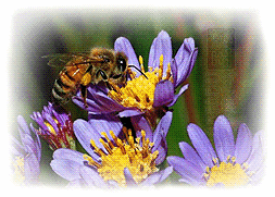 Lebah Menghisap Nektar