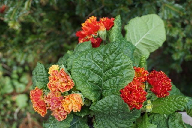 Andy Mcindoe S Designer S Diary A Permanent Planting Solution For
