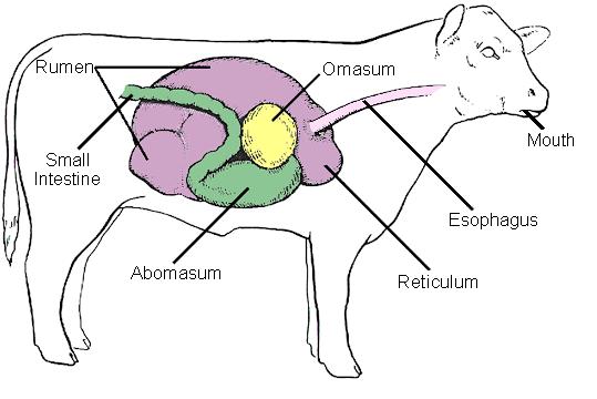 Estructuras del estomago de la vaca