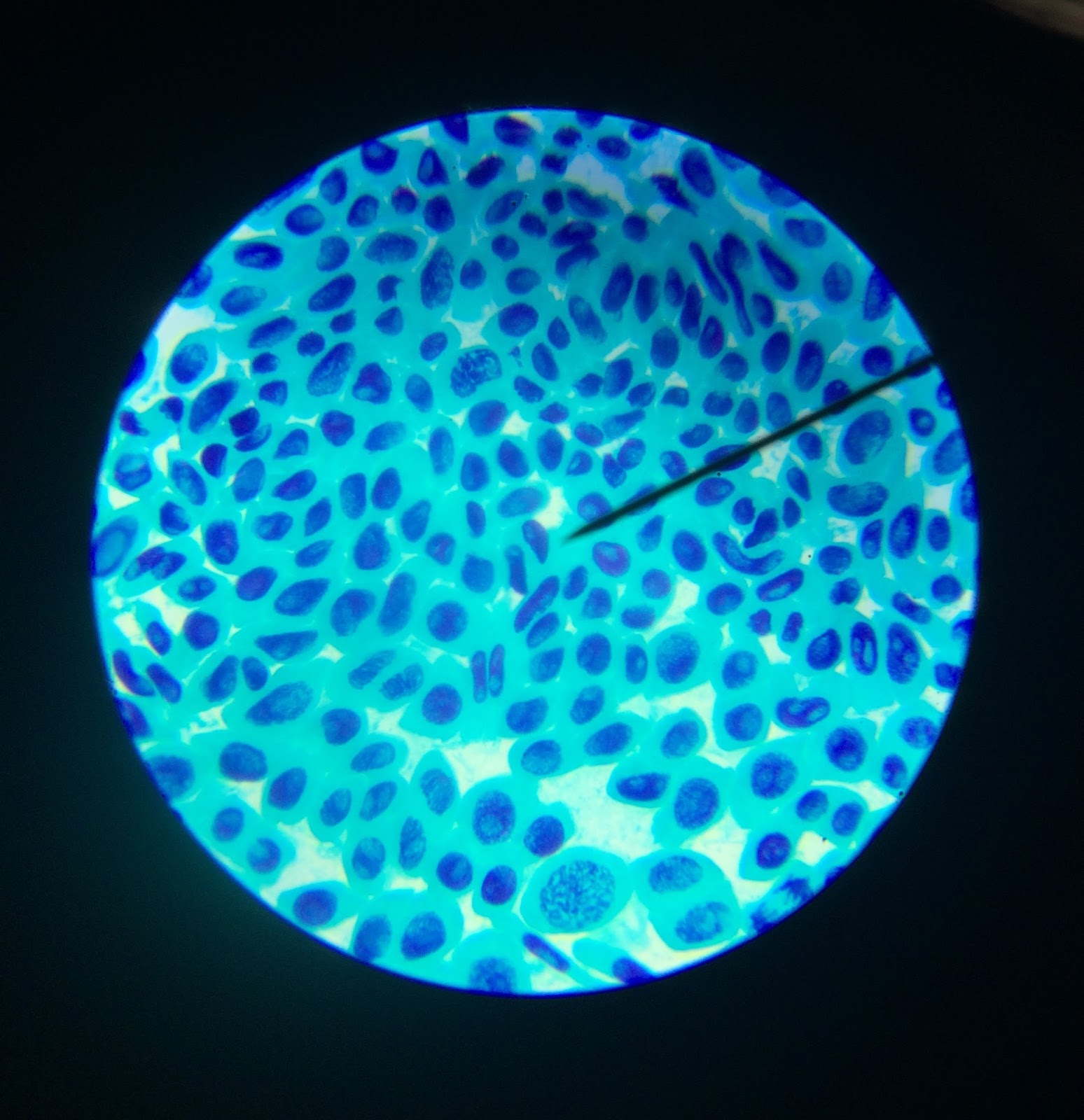 Microscopic view