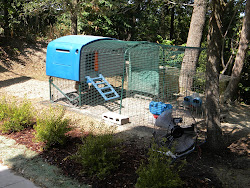 coop chicken jryan sust ii summer