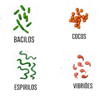 4 principais formas de bactérias 4-principais-formas-de-bacterias