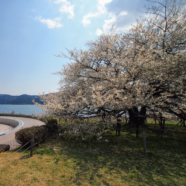 箱根園　大島桜
