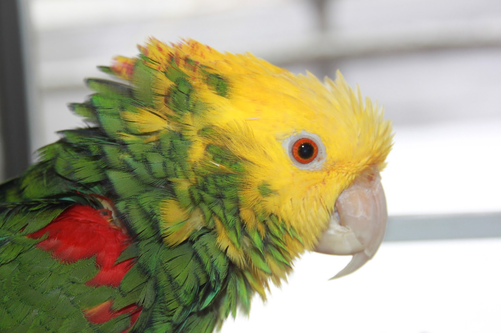 Parrish Creek Veterinary Clinic Blog 2016