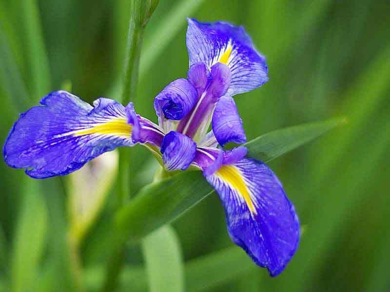Flower, Iris