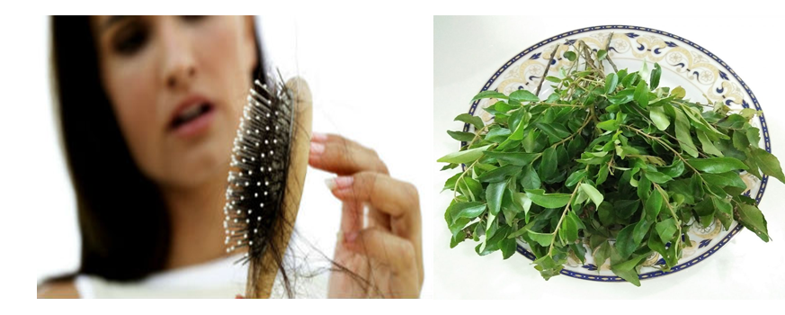 Khasiat Daun Kari Untuk Pertumbuhan Rambut