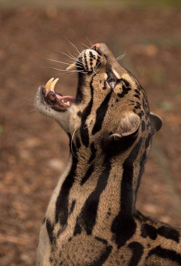 Exotic Animals / Egzotik Hayvanlar