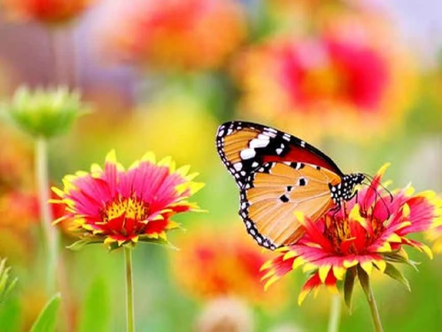 اجمل صور خلفيات اجمل صور خلفيات