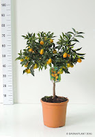 Citrus-fortunella -margarita-Kumquat