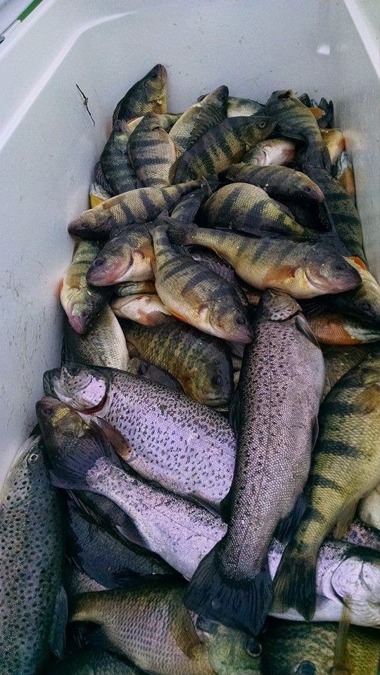 THE FISHING NEWS Great ice action at the Giant Goose Ranch