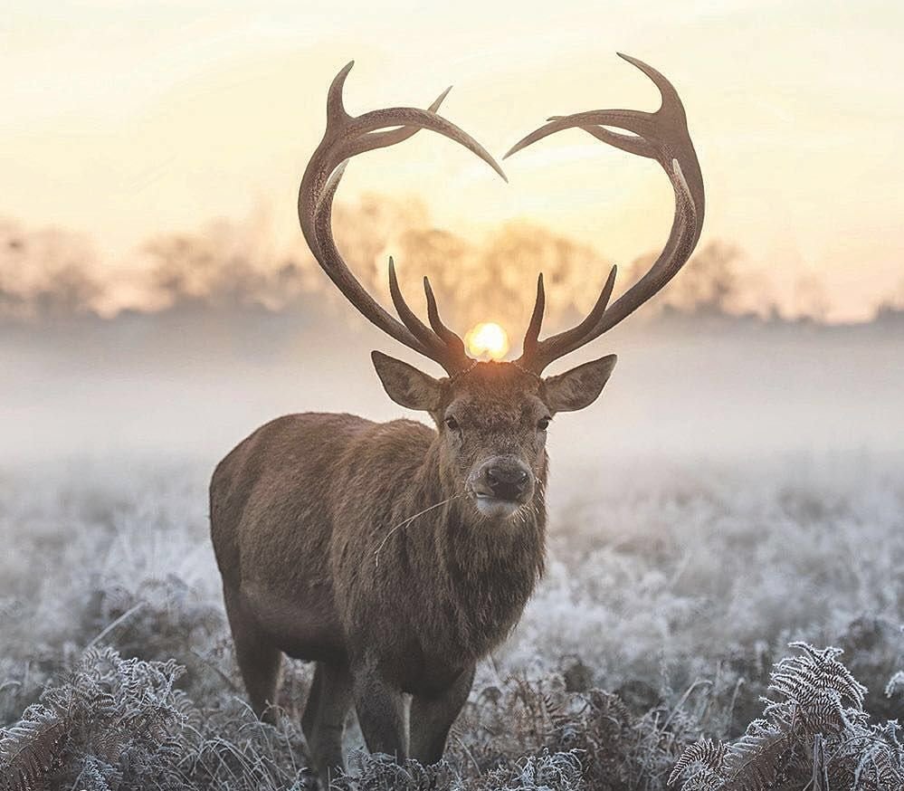 The Valentine deer ~