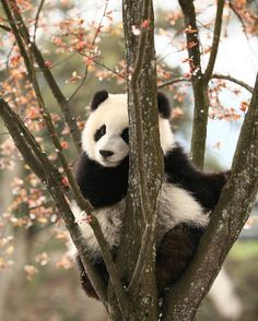 panda images