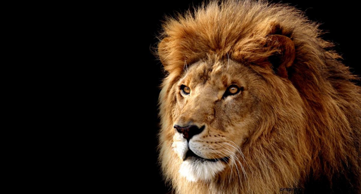 Mac OS X Lion Wallpaper by TheAndrenator on DeviantArt