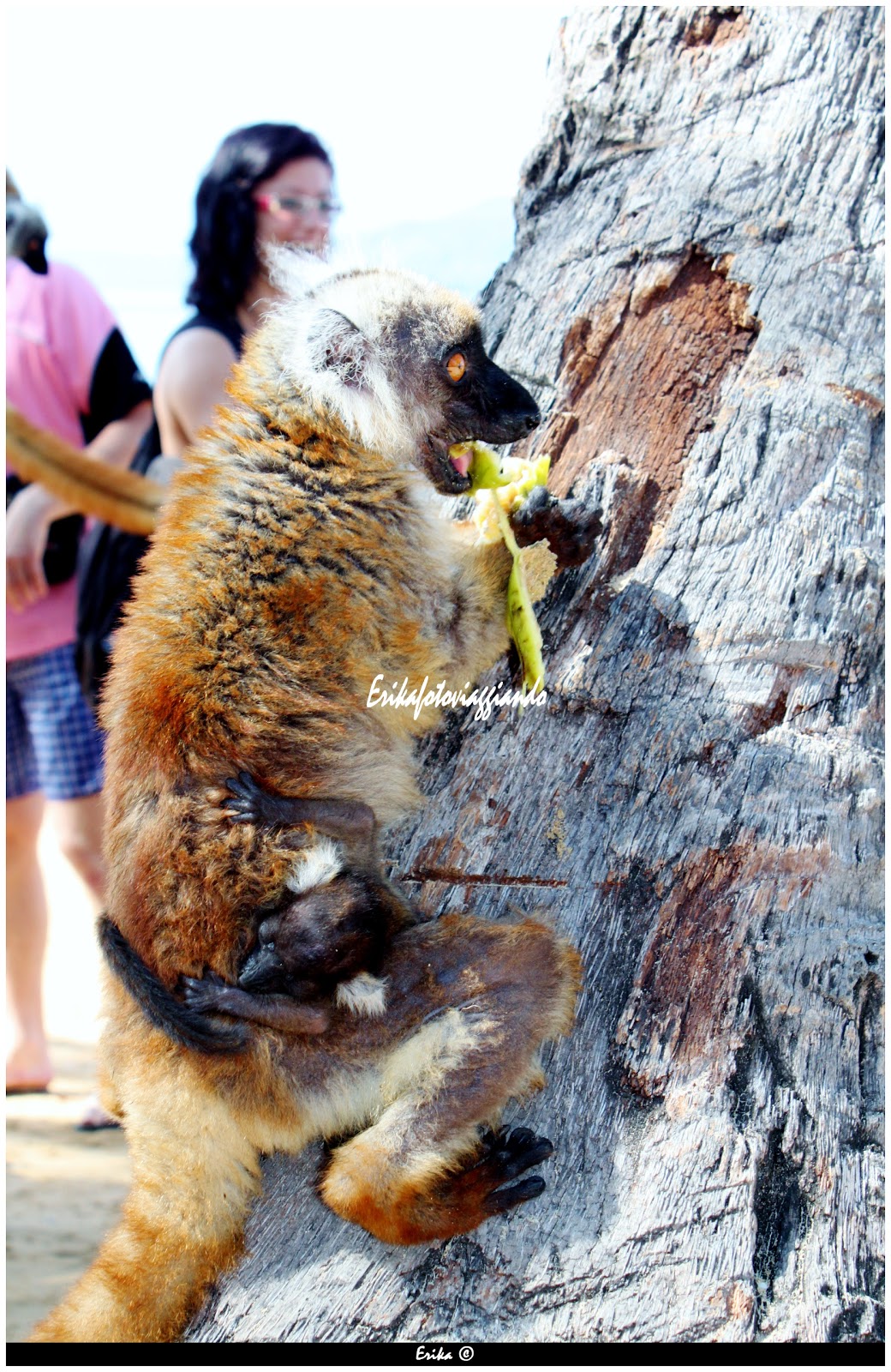 erikafotoviaggiando-lemuri-a-nosy-be-madagascar