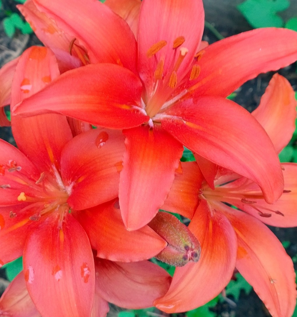 Jennifer Adams Flowers Summer Photography June 2015