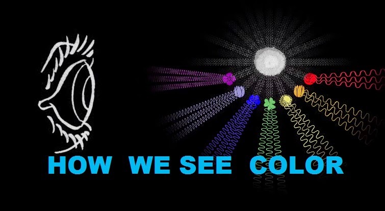 Seeing Color Es How Well Can You See Color _ How Do Snakes See? Everything We Know ...