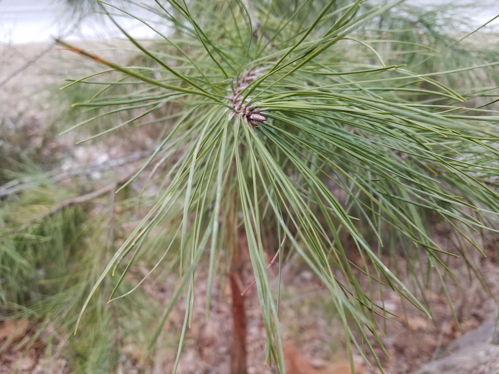 Divinebunbun's Rugged Rural Missouri Missouri's Only Native Pine