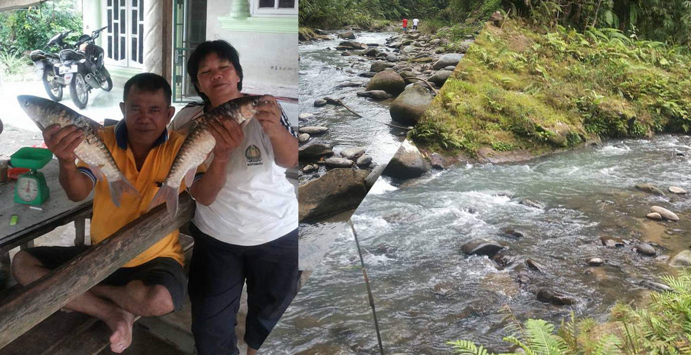 Keberadaan Ikan Jurung Sungai Bah Apil Simalungun Arus Deras Tersebut